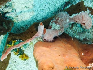 Malendure - îlet Pigeon    